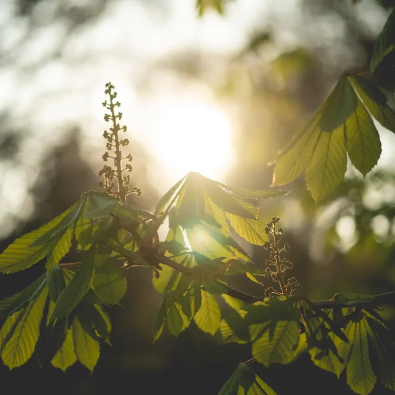 Sunlight-through-leaves-1117338 Sunlight-through-leaves-1117338